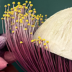 Статуэтка фантастический фрукт Exotic Tropical Fruit orange and white 67 варинант исполнения - 2 | Loft Concept в Ростове-на-Дону