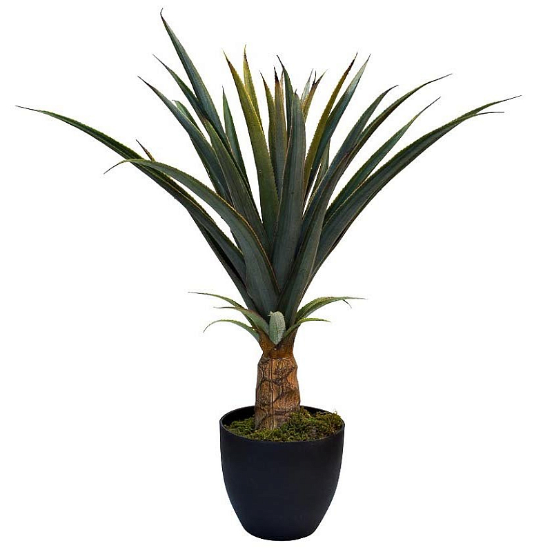    Pineapple Plant   -- | Loft Concept 