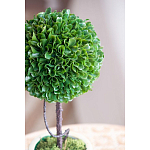 Декоративный искусственное растение Single boxwood варинант исполнения - 7 | Loft Concept в Ростове-на-Дону