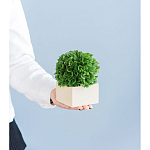 Декоративный искусственное растение Square boxwood варинант исполнения - 7 | Loft Concept в Ростове-на-Дону