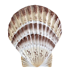 Фигурка из фарфора в виде ракушки морского гребешка Marine Tridacna варинант исполнения - 1 | Loft Concept в Ростове-на-Дону