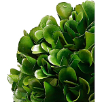 Декоративный искусственное растение Square boxwood варинант исполнения - 2 | Loft Concept в Ростове-на-Дону