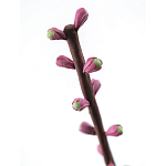 Статуэтка тропический фрукт Pandora Tropical Fruit Tall Pink Green варинант исполнения - 1 | Loft Concept в Ростове-на-Дону