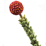 Статуэтка тропический фрукт  Tropical Fruit High Orange варинант исполнения - 2 | Loft Concept в Ростове-на-Дону