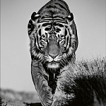 Книга Beusker. Look into my Eyes варинант исполнения - 6 | Loft Concept в Ростове-на-Дону