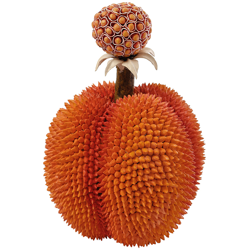    Tropical Fruit Orange Prickly Berry   -- | Loft Concept 