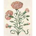 Книга цветов 22 постера Maria Sibylla Merian: 22 Pull-Out Posters варинант исполнения - 4 | Loft Concept в Ростове-на-Дону