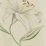 Обои ручная роспись Lilium Special Colourway on Ivory dyed silk варинант исполнения - 2 | Loft Concept в Ростове-на-Дону