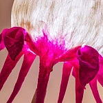 Торшер фуксия «Цветы из снов»  варинант исполнения - 4 | Loft Concept в Ростове-на-Дону