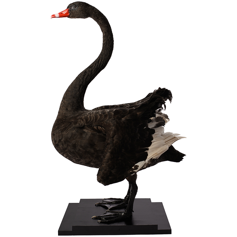     Black Swan    -- | Loft Concept 