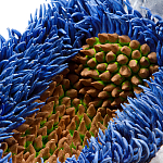 Дизайнерская статуэтка для интерьера Tropical Fruit Pandora 12 варинант исполнения - 3 | Loft Concept в Ростове-на-Дону