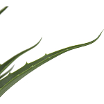 Декоративный искусственное растение Medium Aloe варинант исполнения - 2 | Loft Concept в Ростове-на-Дону