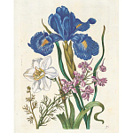 Книга цветов 22 постера Maria Sibylla Merian: 22 Pull-Out Posters варинант исполнения - 6 | Loft Concept в Ростове-на-Дону