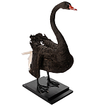 Настоящее чучело черного лебедя Black Swan варинант исполнения - 5 | Loft Concept в Ростове-на-Дону