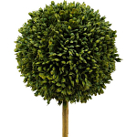 Декоративный искусственное растение Boxwood One варинант исполнения - 2 | Loft Concept в Ростове-на-Дону