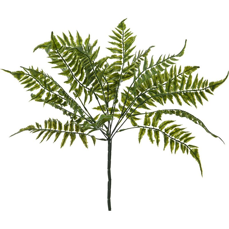    Broad-leaved fern   -- | Loft Concept 