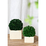 Декоративный искусственное растение Square boxwood варинант исполнения - 4 | Loft Concept в Ростове-на-Дону