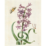 Книга цветов 22 постера Maria Sibylla Merian: 22 Pull-Out Posters варинант исполнения - 2 | Loft Concept в Ростове-на-Дону