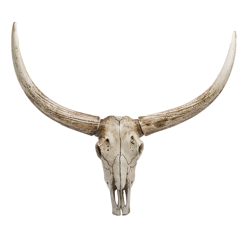   Bull Skull -  -- | Loft Concept 
