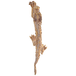 Декоративная статуэтка Китайский дракон Фуцанлун варинант исполнения - 2 | Loft Concept в Ростове-на-Дону