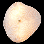 Бра в форме лепестка с рельефной текстурой FLOW варинант исполнения - 1 | Loft Concept в Ростове-на-Дону