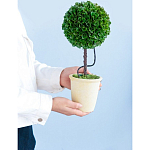 Декоративный искусственное растение Single boxwood варинант исполнения - 8 | Loft Concept в Ростове-на-Дону