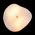 Бра в форме лепестка с рельефной текстурой FLOW варинант исполнения - 3 | Loft Concept в Ростове-на-Дону