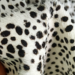 Мебельная ткань Искусственный мех  белый леопард 90 см T5-3 варинант исполнения - 3 | Loft Concept в Ростове-на-Дону