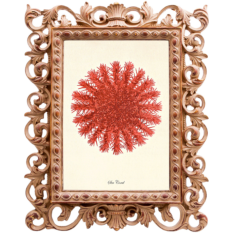  Red Sea Urchin    -- | Loft Concept 