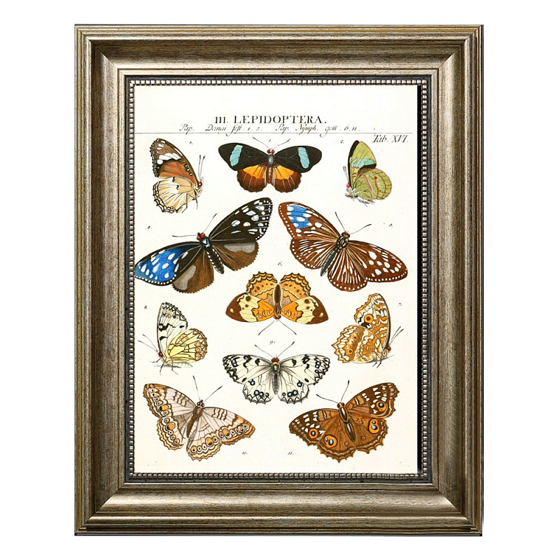  Butterfly Collection   -- | Loft Concept 