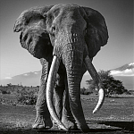 Книга Beusker. Look into my Eyes варинант исполнения - 5 | Loft Concept в Ростове-на-Дону