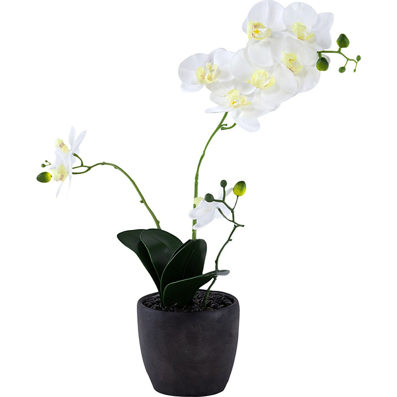    Angel Orchid     -- | Loft Concept 