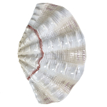 Фигурка из фарфора в виде одной створки ракушки Marine Tridacna варинант исполнения - 1 | Loft Concept в Ростове-на-Дону