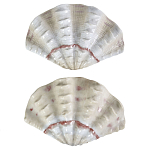 Фигурка из фарфора в виде одной створки ракушки Marine Tridacna варинант исполнения - 2 | Loft Concept в Ростове-на-Дону