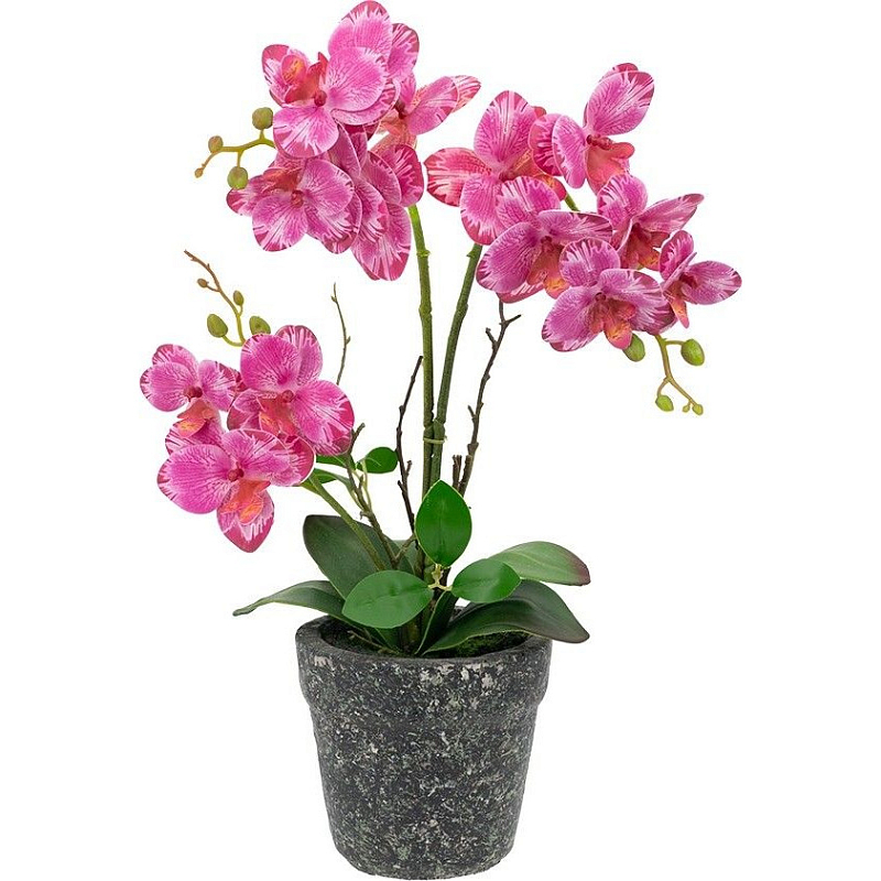    Pink orchid     -- | Loft Concept 